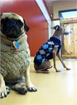 daycare pic 3 - qwisky and mimi
